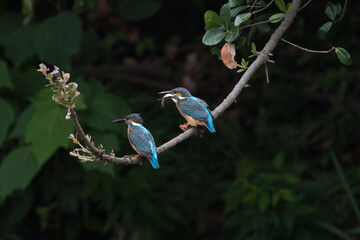 pair of kingfisher