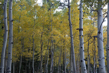 Autumn in the Aspens