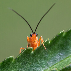 Macro of orange color Ichneumon Wasp face peeking out of a green leaf