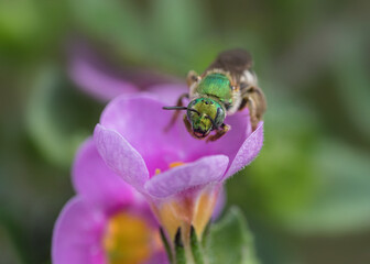 Front view close-up of Green wild bee on pink flower