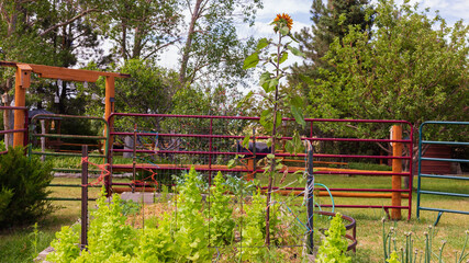 Vegetables growing in a raised bed at a rural farm home garden in Colorado against a metal panel  and log fence near Denver