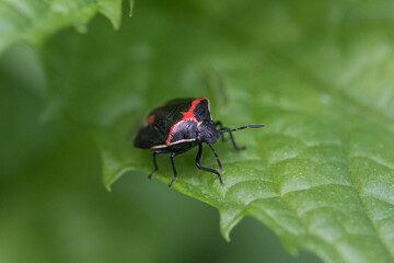 Black and red stink bug on green leaf close up