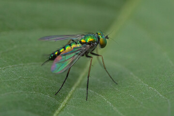 Macro photo of Long legged fly on green leaf