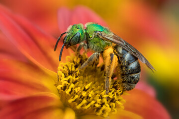Extreme close up of green wild bee in colorful orange flowers