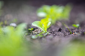 Young lettuce leaves are grown in spring and summer as vitamin greens. Salad greens close up view. Concept of agriculture. Green natural background.