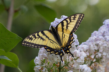 Canadian Tiger Swallowtail butterfly on lilac flowers
