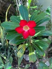 Obraz na płótnie Canvas red flower in a garden