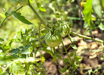 green tomatoes on a Bush close up