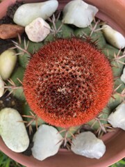 sunflower seeds