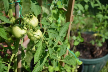Tomatoe plants growing in flower pots during the Coronavirus Pandemic