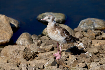 juvenile gull stands on the stones next to the water of the lake Filsø (Denmark)