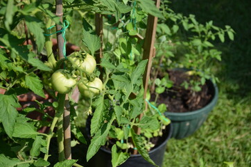 Tomatoe plants growing in flower pots during the Coronavirus Pandemic