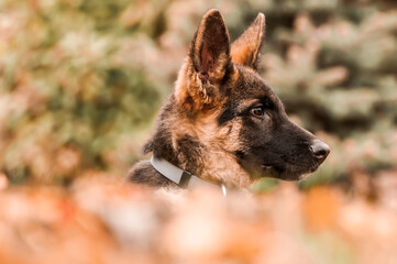 Portrait of a german shepherd puppy while resting in a backyard