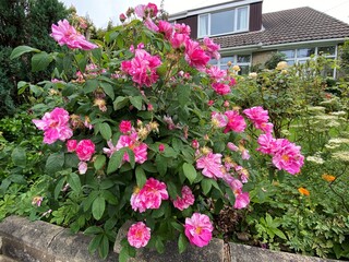 Fototapeta na wymiar Deep pink roses, growing by the roadside in, Scholes, Leeds, UK