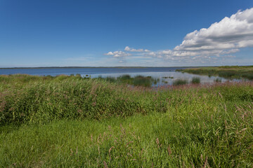 fresh green reed plants in foreground of the lake Filsø (Denmark) on a bright sunny summer day with blue sky and scenic white clouds - can be used as background