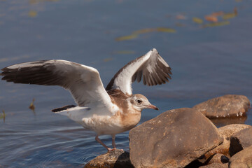 juvenile gull has landed on a stone next to the water of the lake Filsø (Denmark)