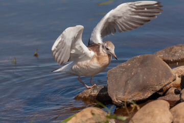 juvenile gull with spread wings has landed on a stone next to the water of the lake Filsø (Denmark)