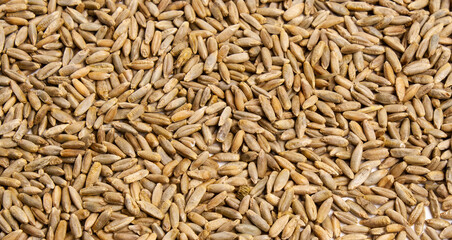 Grain texture of wheat, barley, rye, oat on screen, natural dry cereal seeds, macro shot. Product of agricultural activity. Germination of cereals for proper nutrition. Closeup. Banner for web site