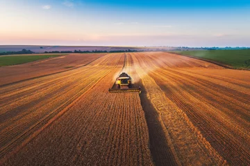 Deurstickers Combine harvester agriculture machine harvesting golden ripe wheat field © ValentinValkov