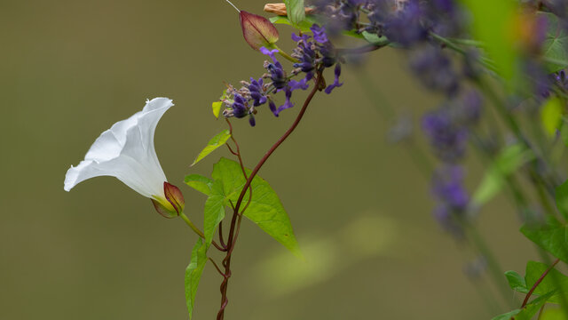 Zaunwinde - Lavendel