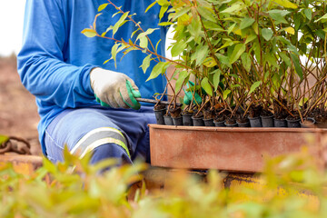 Forest worker preparing eucalyptus seedlings from the nursery to the plantation, wearing blue uniform and gloves © Joao Bispo