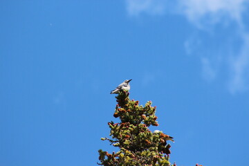 Bird at the Top