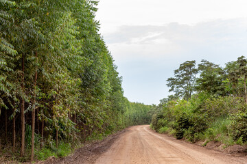 View from a rural road betwen eucalyptus plantation and native tropical forest at brazilian countryside