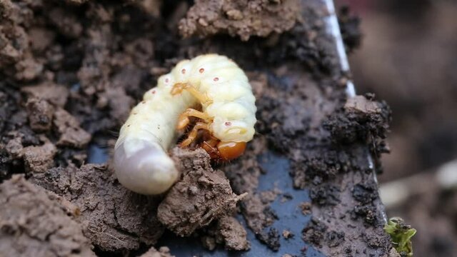 Close up of white grubs burrowing into the soil. The larva of a chafer beetle, sometimes known as the May beetle, June bug or June Beetle.