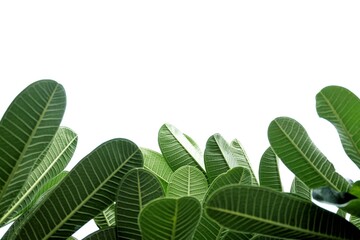 In selective focus tropical plumeria flower leaves on white isolated background for green foliage backdrop 