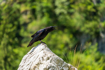 Kolkrabe auf Felsen