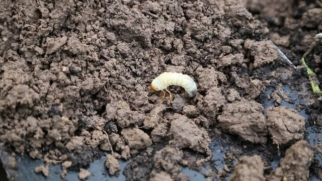 Close up of white grubs burrowing into the soil. The larva of a chafer beetle, sometimes known as the May beetle, June bug or June Beetle.