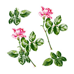 Highly detailed decorative botanical illustration of a pink rose with green leaves, rose bud on a white isolated background.