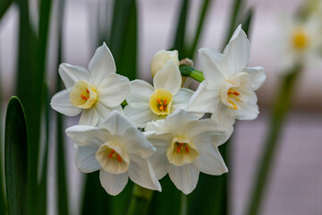 White narcissus Paperwhite 'Ziva'  (Narcissus poeticus) in garden
