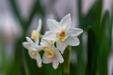 Fototapeta na wymiar White narcissus Paperwhite 'Ziva' (Narcissus poeticus) in garden