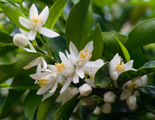 Close up image of mandarin flowers and green leaves with soft light and first small mandarin fruit...