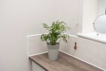 Modern bathroom style with green plant 