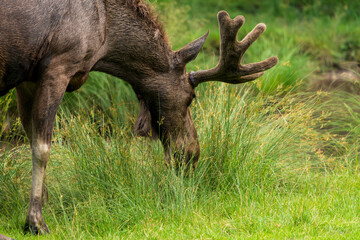 Elch im Gras beim äsen