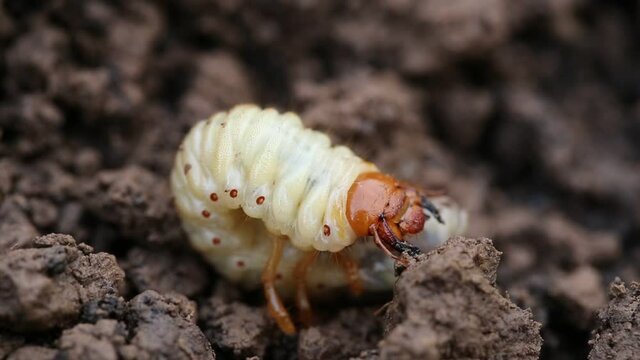 Close up of white grubs burrowing into the soil. The larva of a chafer beetle, sometimes known as the May beetle, June bug or June Beetle.