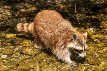 Waschb&auml;r im Wasser