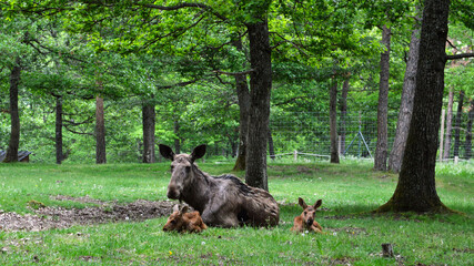 A female elk or moose with these babies in the forest