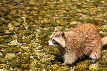 Waschb&auml;r im Wasser