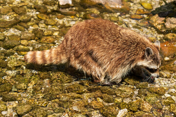 Waschbär im Wasser