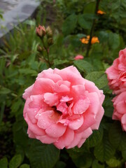 pink roses in garden
