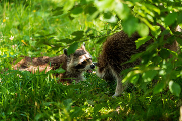 Waschbär im Wald