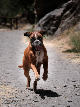 Perro de raza boxer corriendo hacia la cámara en un camino en el campo