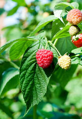 Red ripe raspberries in the orchard. Raspberry bushes with ripe berries with green leaves.