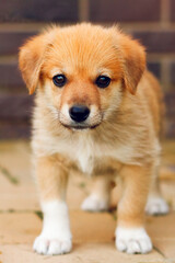 Portrait of an abandoned homeless dog puppy with a sad look. Selective focus