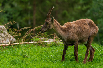 Junger Steinbock