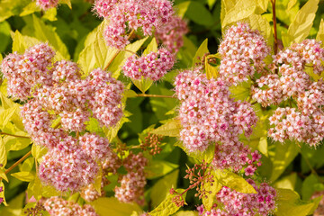 Blooming spirea by pink small flowers. Blossoming bush growing in a summer garden. Flowers delicate, charming, beautiful. Spirea Japanese Golden Princess © ALEXEY