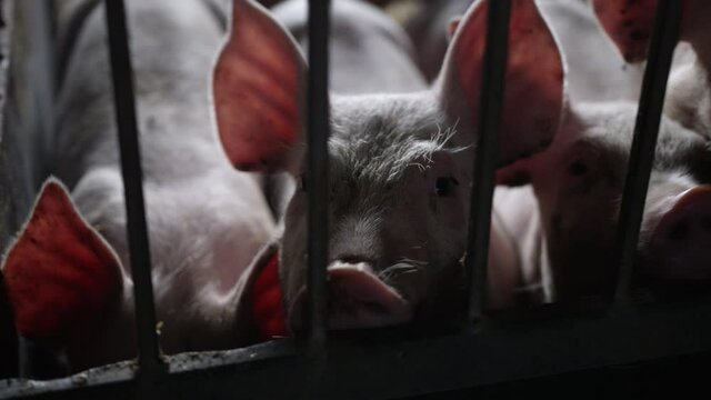 Farm Pigs Chewing And Looking To Camera